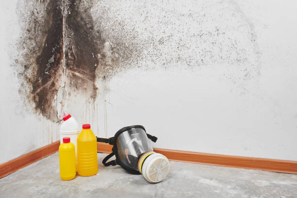 Best Preventive Mold Services in Mount Zion, IL