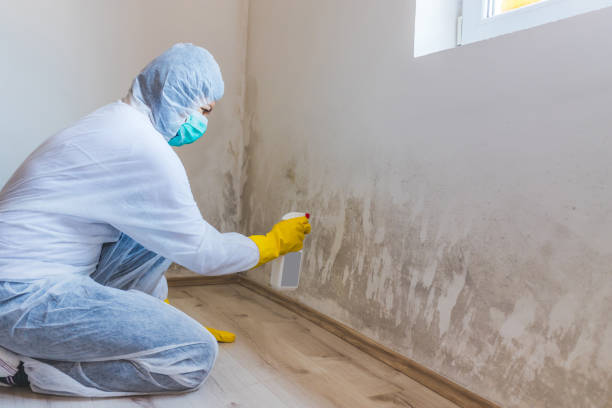 Best Post-Flood Mold Remediation in Mount Zion, IL