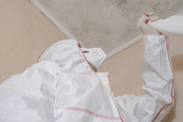 Best Insurance-Related Mold Remediation in Mount Zion, IL