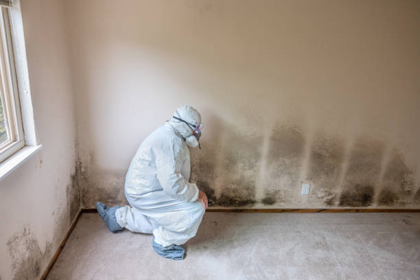 Best Health and Safety Mold Remediation in Mount Zion, IL