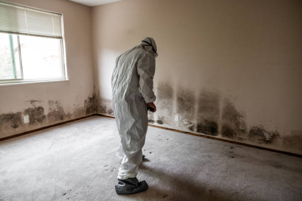 Best Attic Mold Remediation in Mount Zion, IL