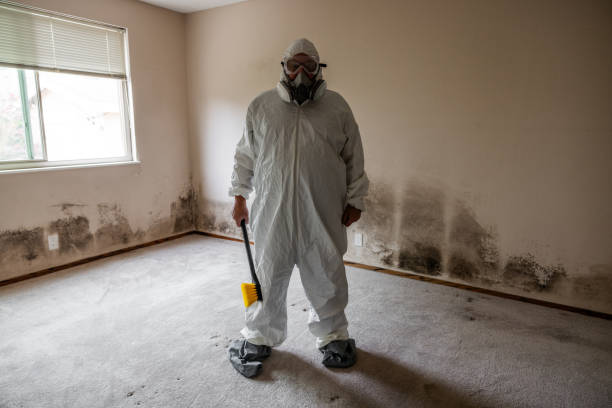Best Residential Mold Remediation in Mount Zion, IL