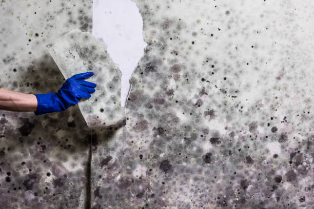 Best DIY Mold Remediation Support Services in Mount Zion, IL