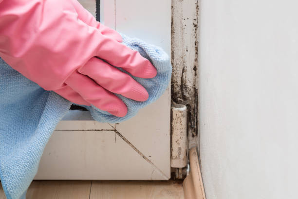 Best HVAC Mold Remediation in Mount Zion, IL
