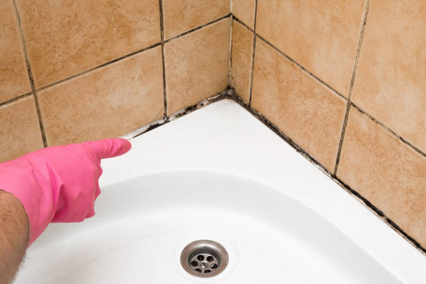 Best Kitchen Mold Remediation in Mount Zion, IL